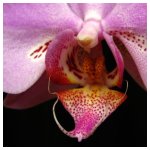 Phalaenopsis closeup