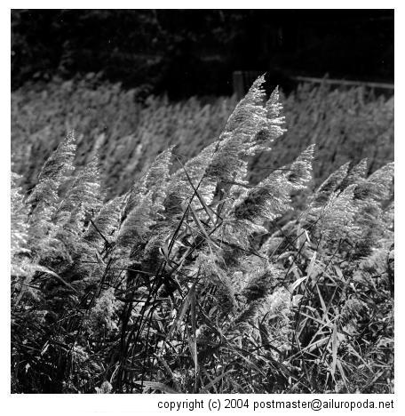 Wild Grass Dancing in the Wind