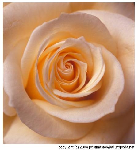 up close, rose