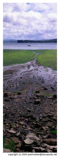 low tide's signature