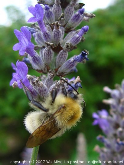 Fluffy bee nectaring lavendars