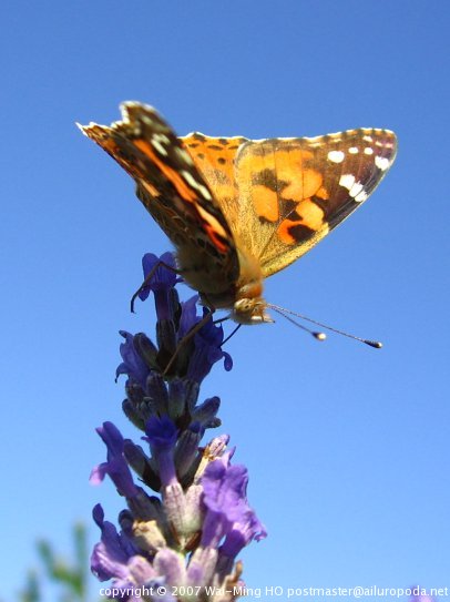 Butterfly perched on a lavender