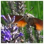 Hummingbird hawk moth harvesting lavender