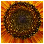 Ring of fire sunflower
