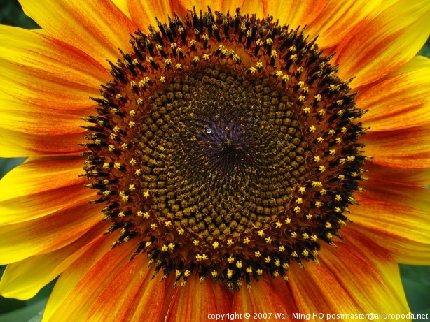 Ring of fire sunflower